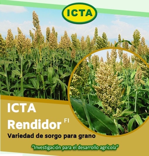 ICTA Rendidor FI